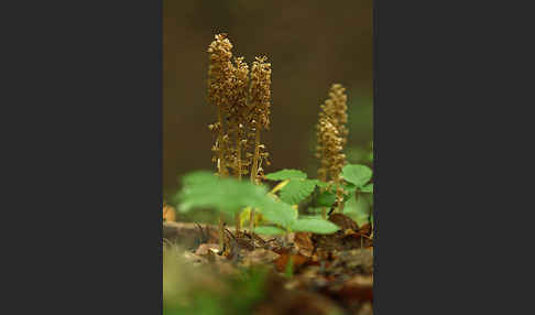 Nestwurz (Neottia nidus-avis)