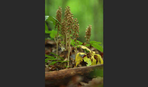 Nestwurz (Neottia nidus-avis)