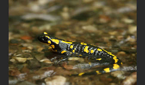 Feuersalamander (Salamandra salamandra)