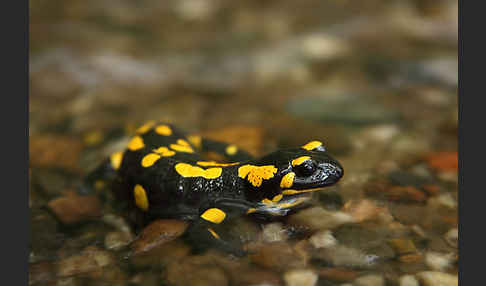 Feuersalamander (Salamandra salamandra)