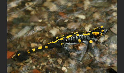 Feuersalamander (Salamandra salamandra)