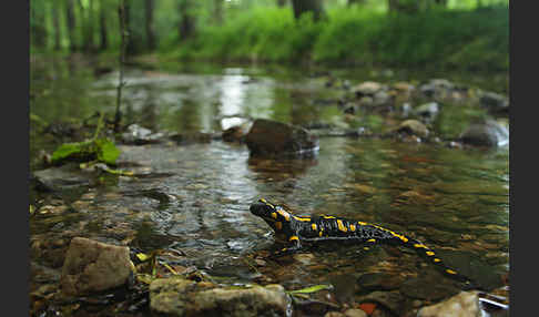 Feuersalamander (Salamandra salamandra)