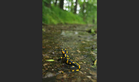 Feuersalamander (Salamandra salamandra)