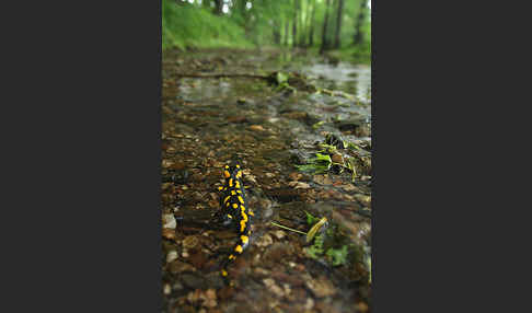 Feuersalamander (Salamandra salamandra)