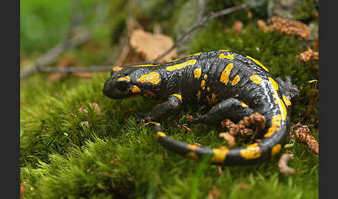 Feuersalamander (Salamandra salamandra)