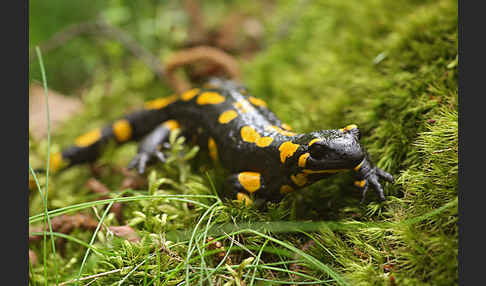 Feuersalamander (Salamandra salamandra)