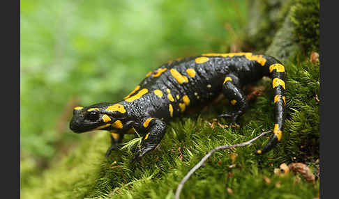 Feuersalamander (Salamandra salamandra)