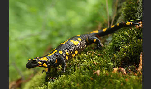 Feuersalamander (Salamandra salamandra)