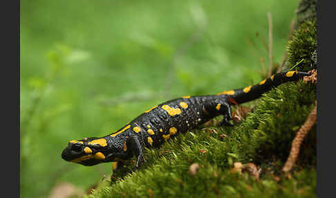 Feuersalamander (Salamandra salamandra)