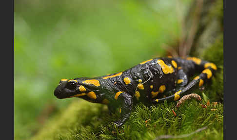 Feuersalamander (Salamandra salamandra)