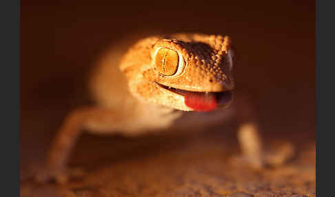 Helmkopfgecko (Tarentola chazaliae)