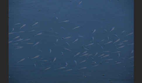 Fischbrut (Jungfische)