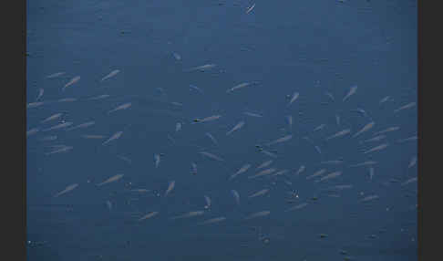 Fischbrut (Jungfische)
