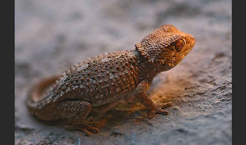 Helmkopfgecko (Tarentola chazaliae)