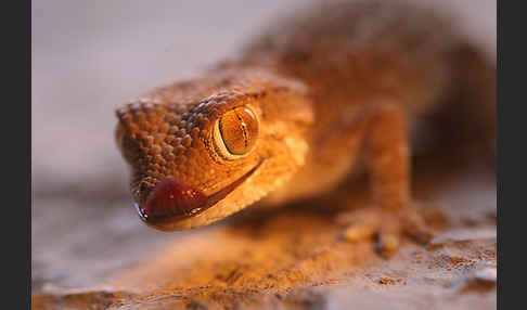 Helmkopfgecko (Tarentola chazaliae)