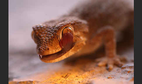 Helmkopfgecko (Tarentola chazaliae)