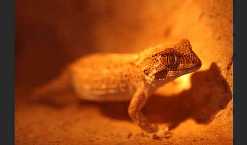 Helmkopfgecko (Tarentola chazaliae)