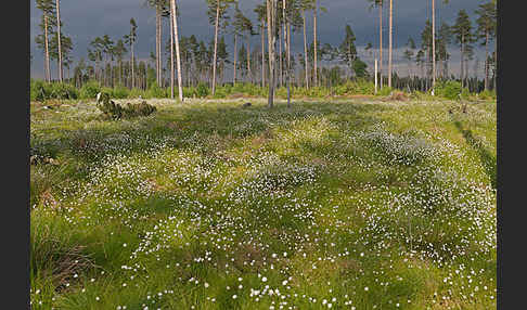 Scheiden-Wollgras (Eriophorum vaginatum)