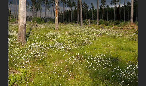 Scheiden-Wollgras (Eriophorum vaginatum)