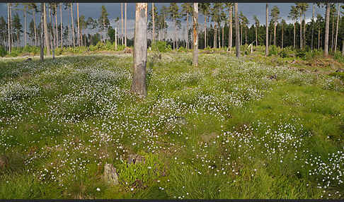 Scheiden-Wollgras (Eriophorum vaginatum)