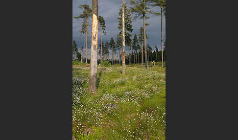 Scheiden-Wollgras (Eriophorum vaginatum)