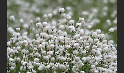 Scheiden-Wollgras (Eriophorum vaginatum)