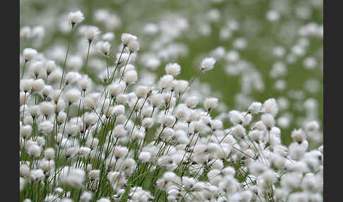 Scheiden-Wollgras (Eriophorum vaginatum)