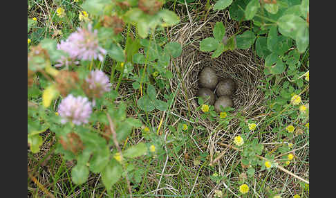 Feldlerche (Alauda arvensis)