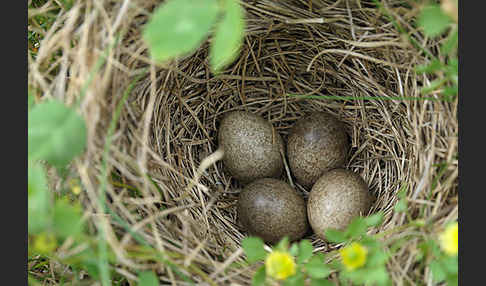 Feldlerche (Alauda arvensis)