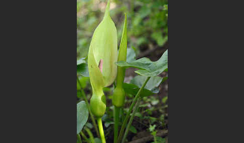 Gefleckter Aronstab (Arum maculatum)