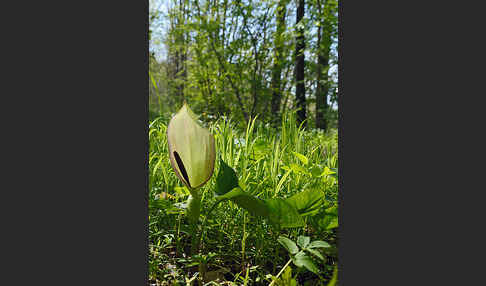 Gefleckter Aronstab (Arum maculatum)