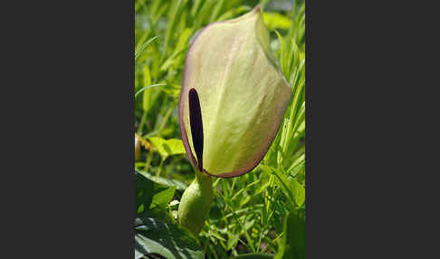 Gefleckter Aronstab (Arum maculatum)