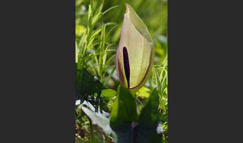 Gefleckter Aronstab (Arum maculatum)