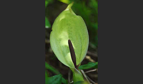 Gefleckter Aronstab (Arum maculatum)