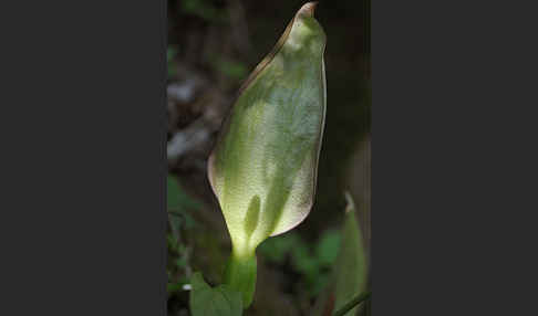 Gefleckter Aronstab (Arum maculatum)