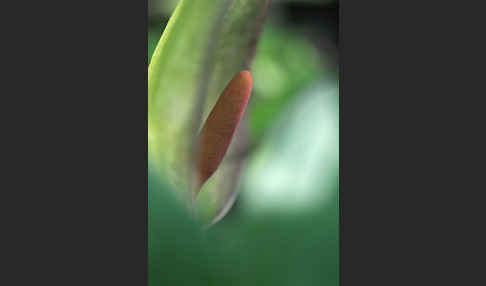 Gefleckter Aronstab (Arum maculatum)