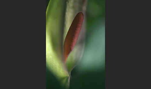 Gefleckter Aronstab (Arum maculatum)