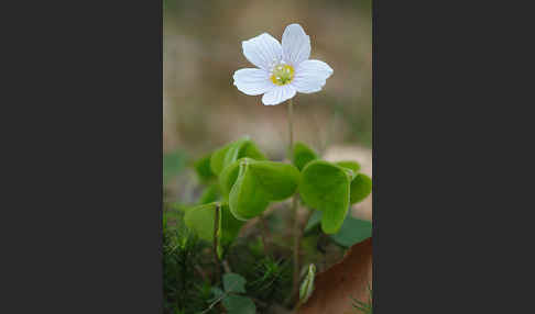 Wald-Sauerklee (Oxalis acetosella)