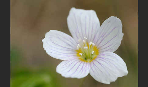 Wald-Sauerklee (Oxalis acetosella)