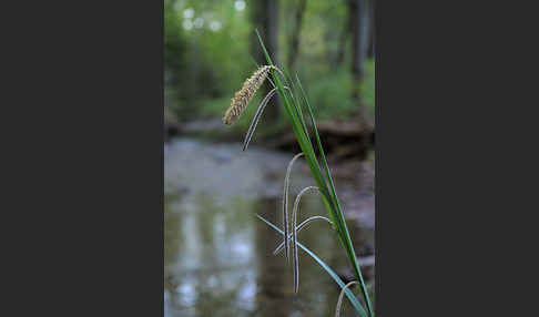 Hänge-Segge (Carex pendula)