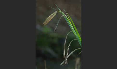 Hänge-Segge (Carex pendula)