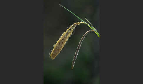 Hänge-Segge (Carex pendula)