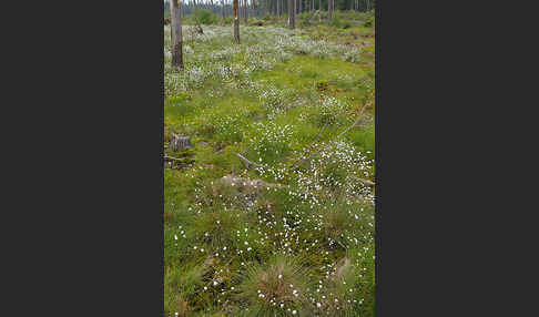 Scheiden-Wollgras (Eriophorum vaginatum)