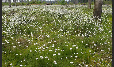 Scheiden-Wollgras (Eriophorum vaginatum)