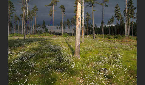 Scheiden-Wollgras (Eriophorum vaginatum)