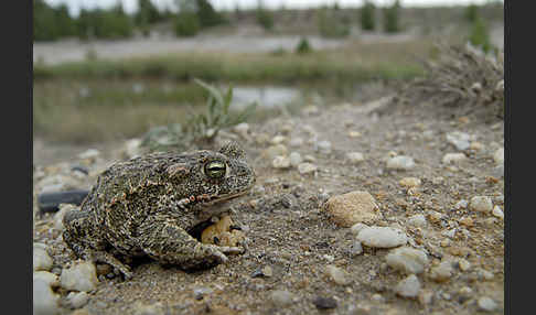 Kreuzkröte (Bufo calamita)