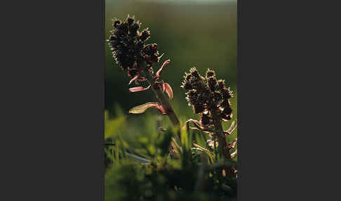 Rote Pestwurz (Petasites hybridus)