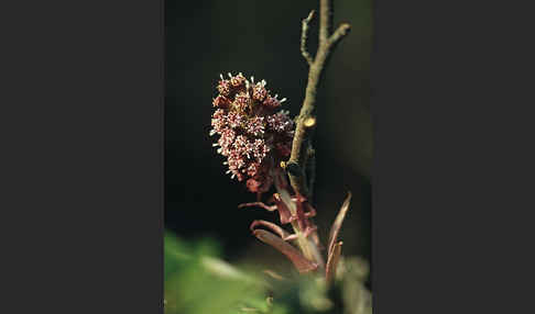 Rote Pestwurz (Petasites hybridus)