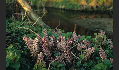 Gewöhnliche Schuppenwurz (Lathraea squamaria)