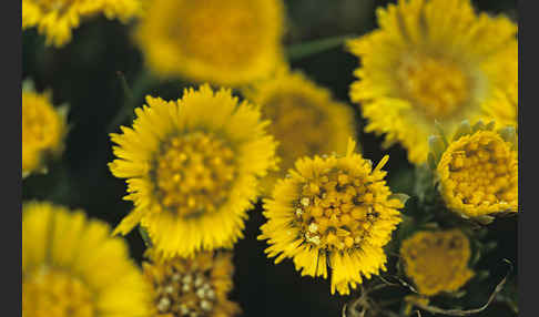 Huflattich (Tussilago farfara)